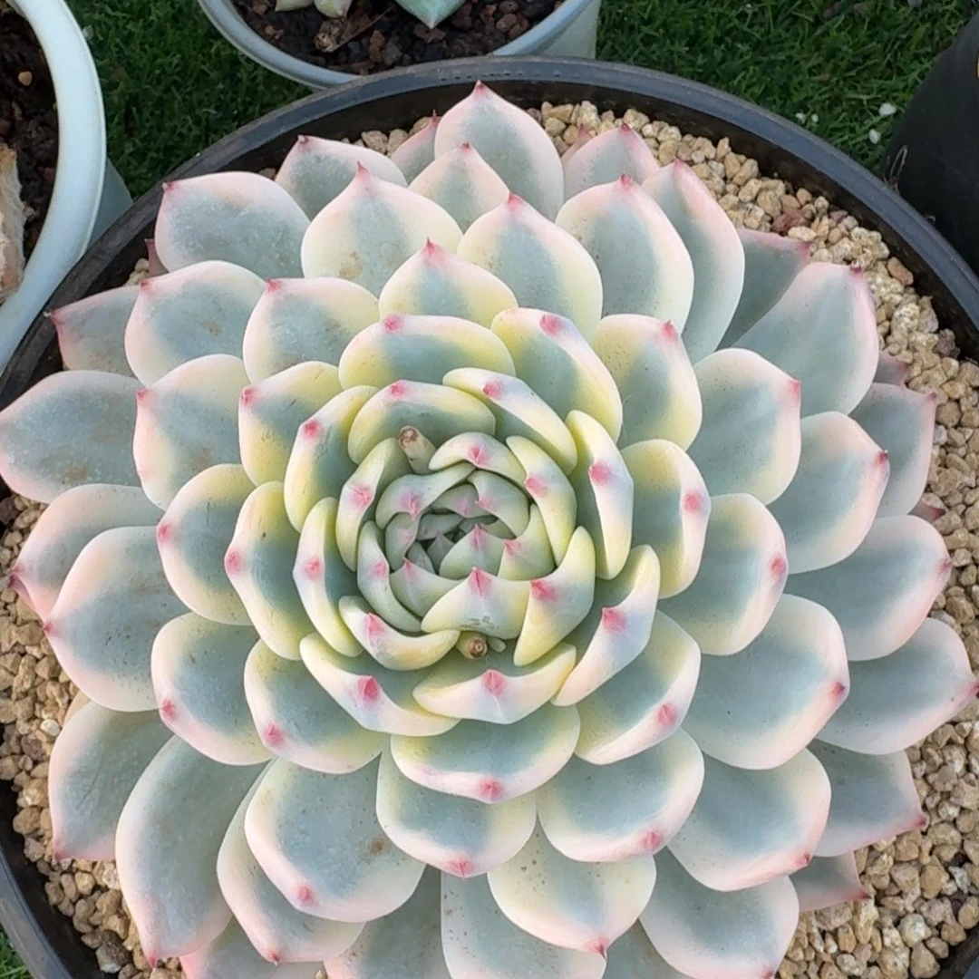 2649吉娃娃锦多肉植物