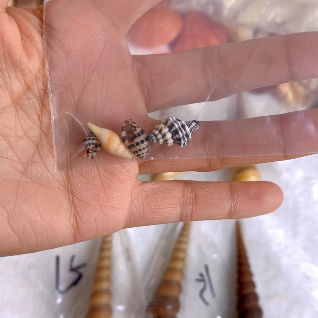 大理石磁石大****旺天然贝壳海螺批发零售