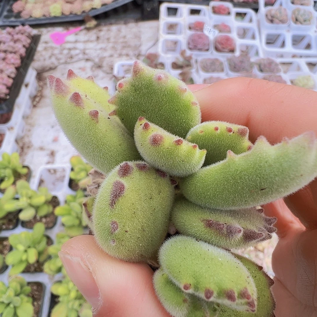 绿熊托土发货19包邮