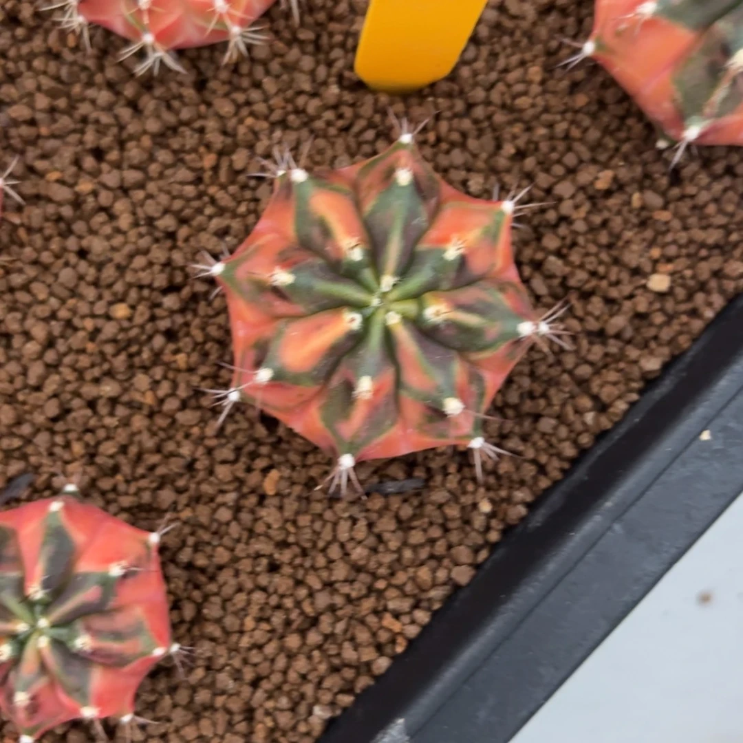 L545-1210泰国发货 秋天