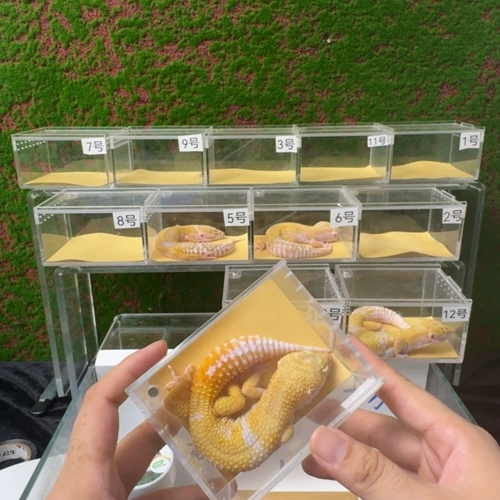 豹纹守宫豹纹开整！