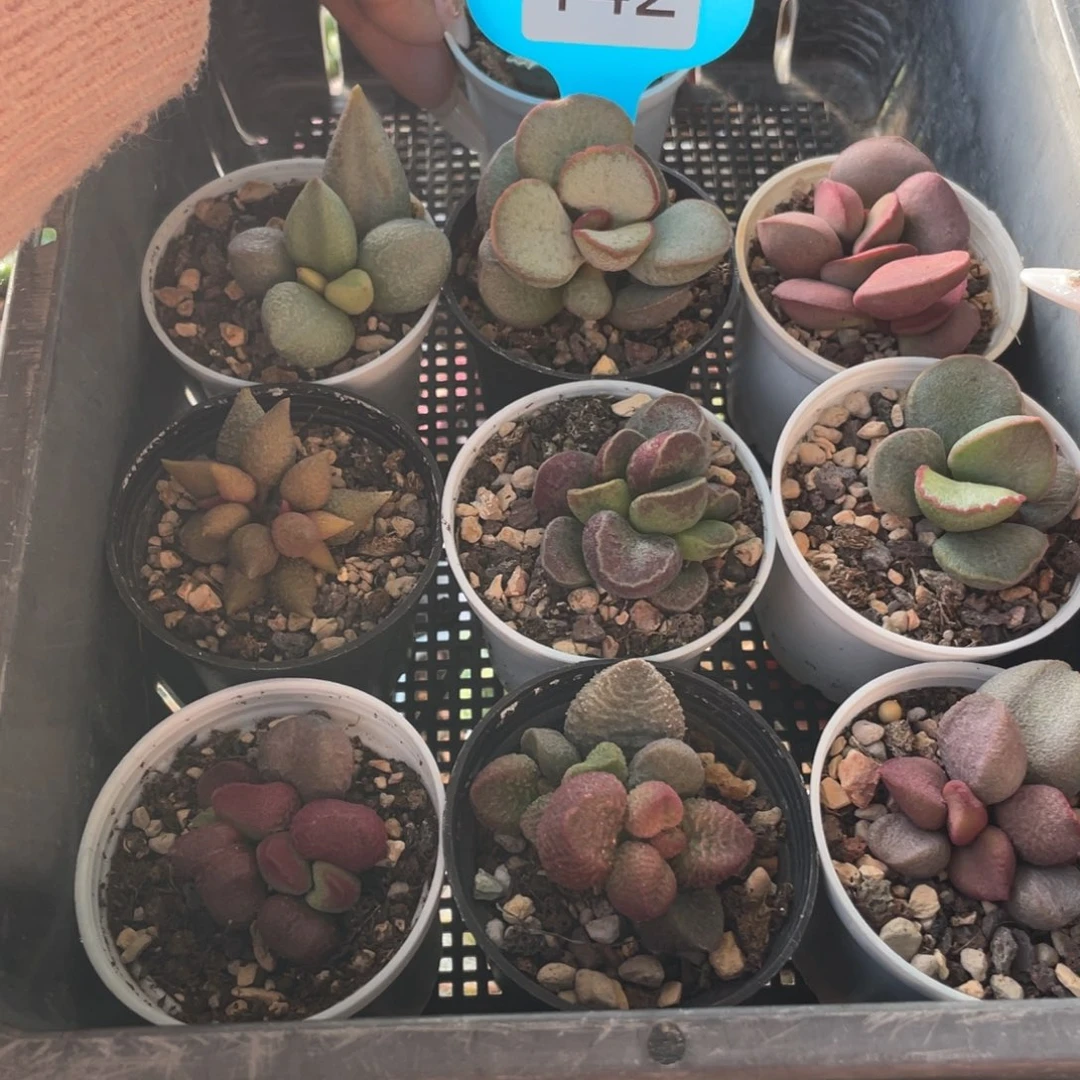 嘻***?        新人福利。