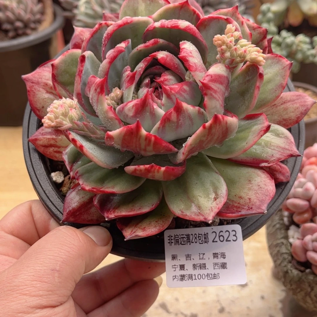 【闪购商品】妮**。2623惊鸿仙子