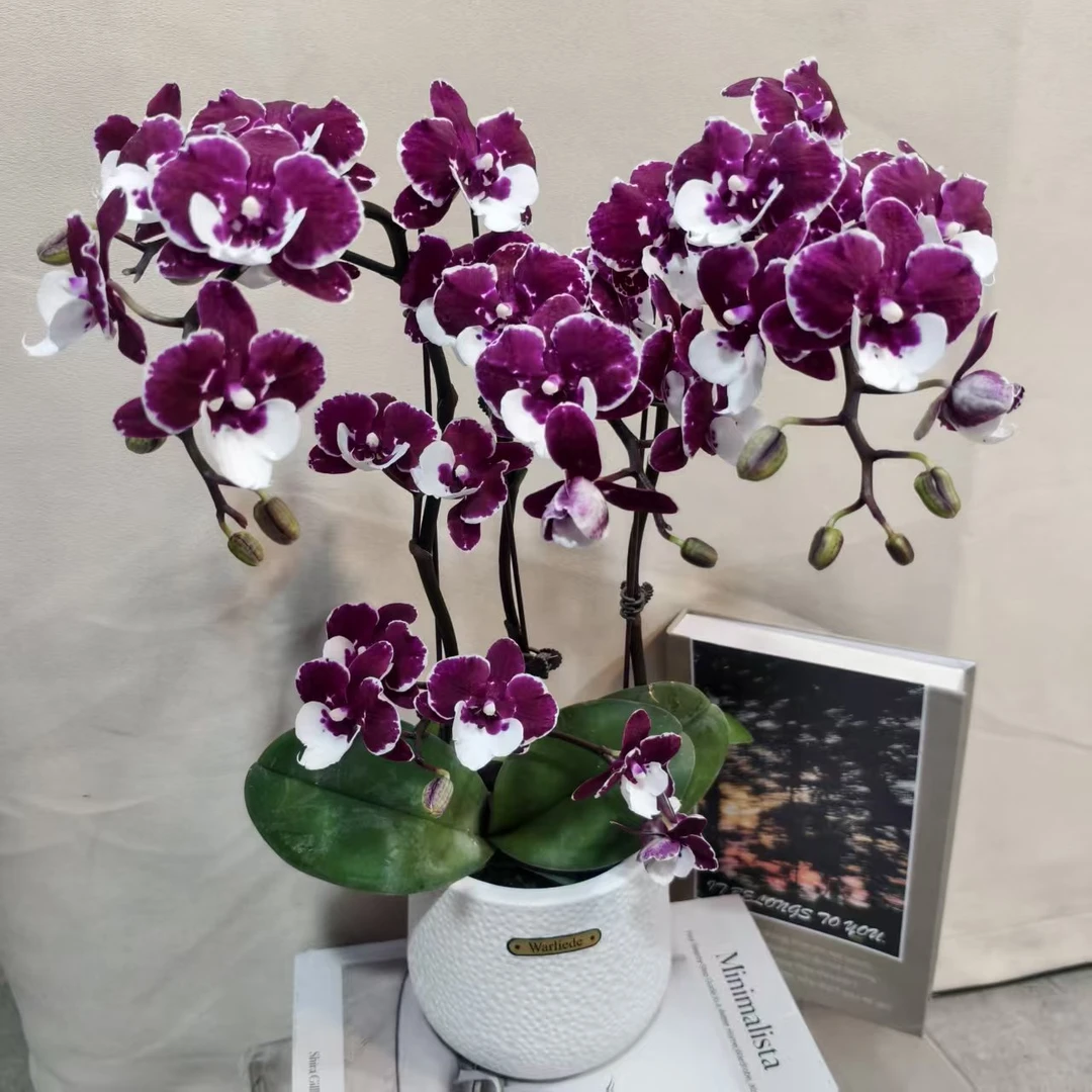 蝴蝶兰【圣诞老人】稀有色系室内种植观赏好养耐养花期长