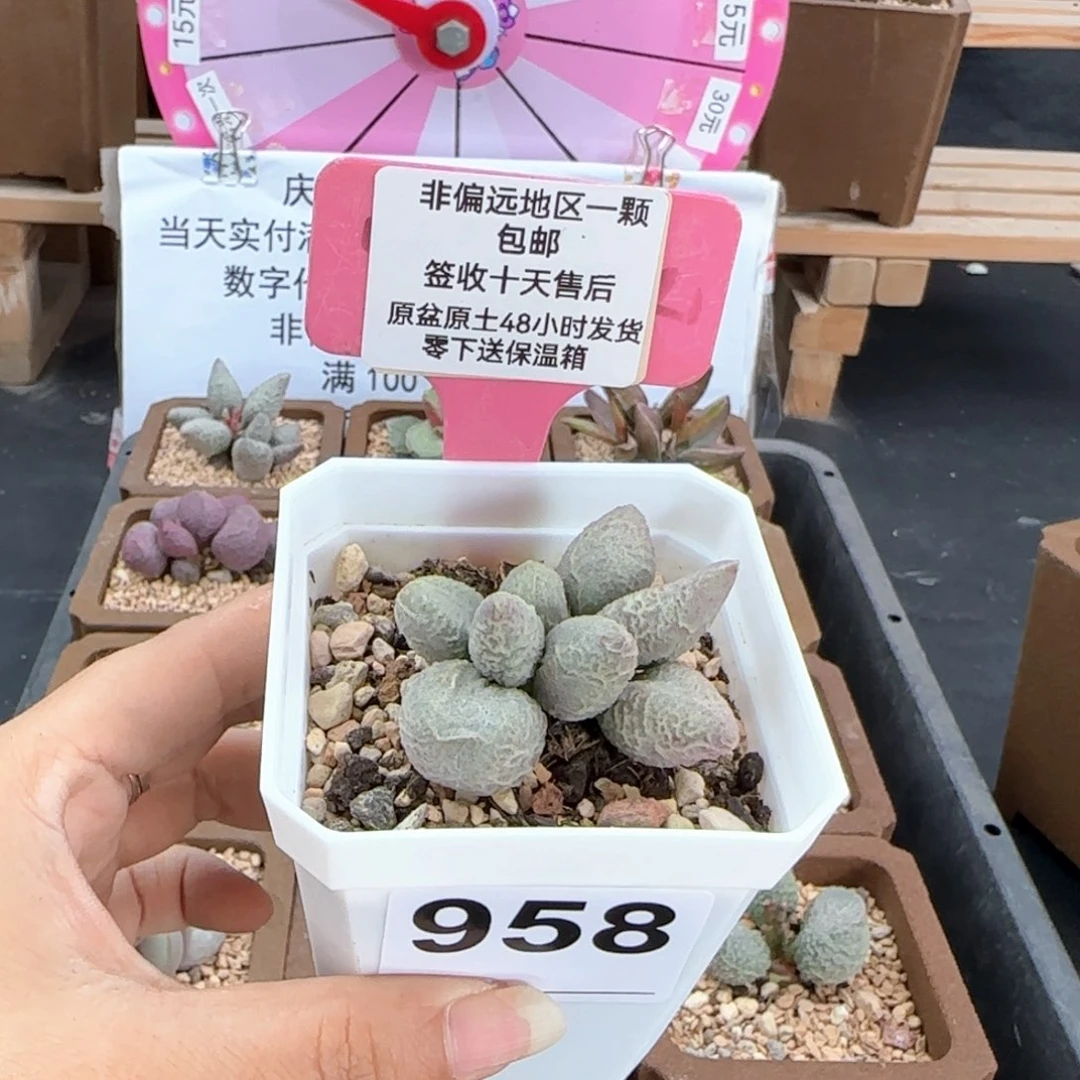 958倒刺冰淇淋多肉植物