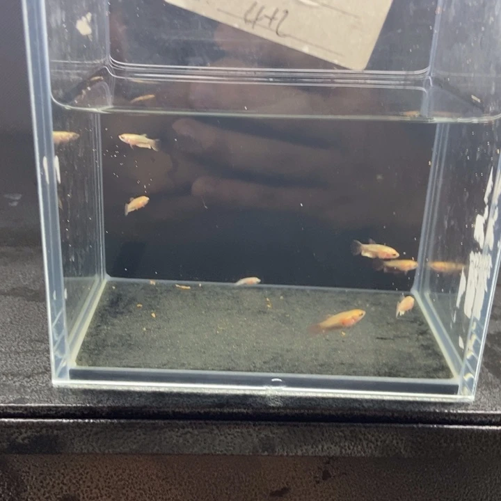 斗鱼包活不包损所见即所得578