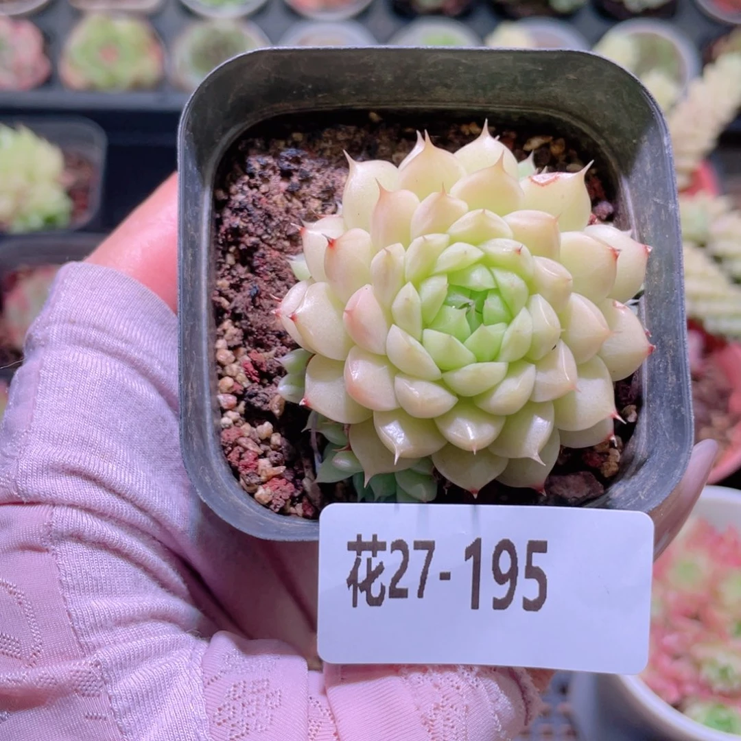 花利美27-195麦秆