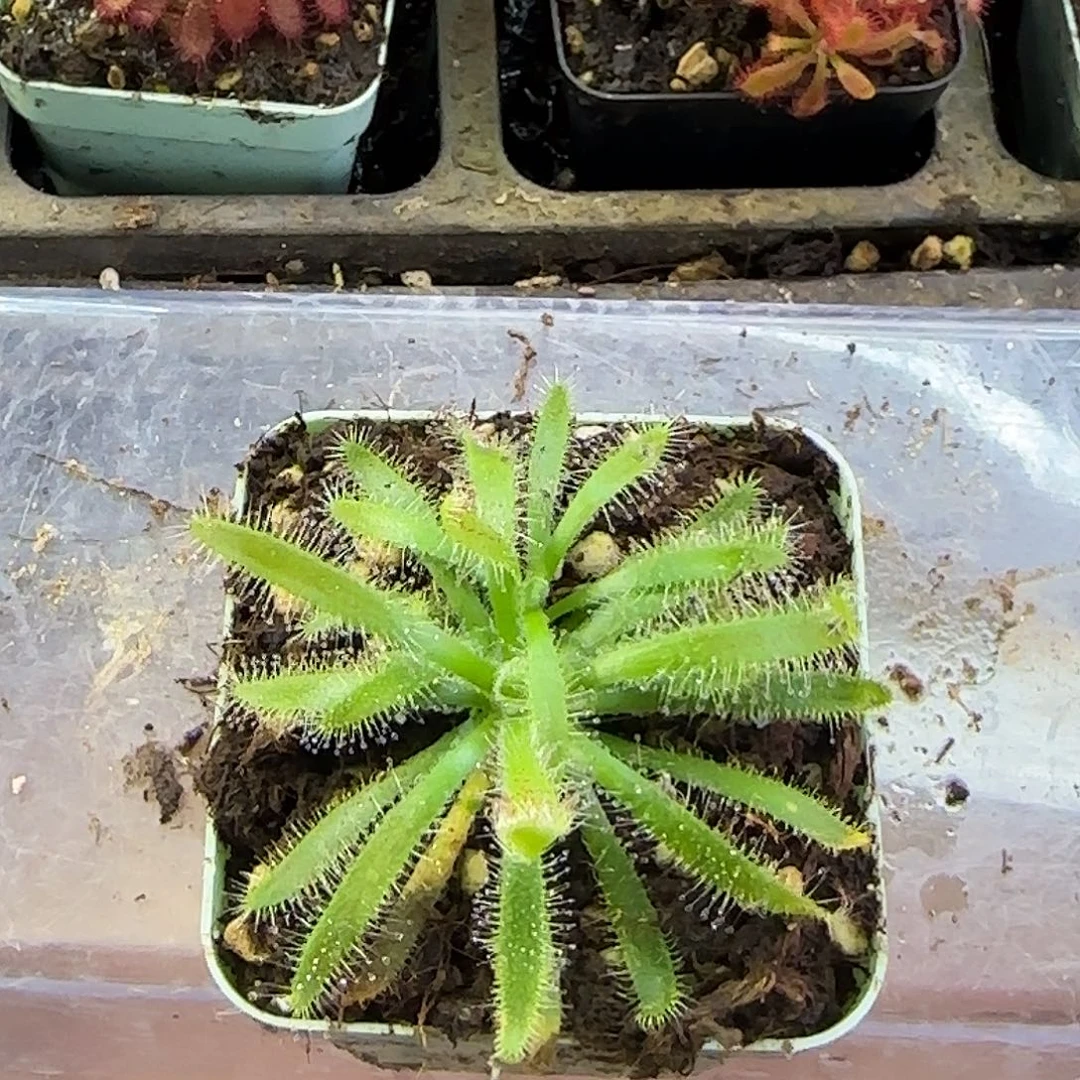 完全开放阔叶茅膏菜