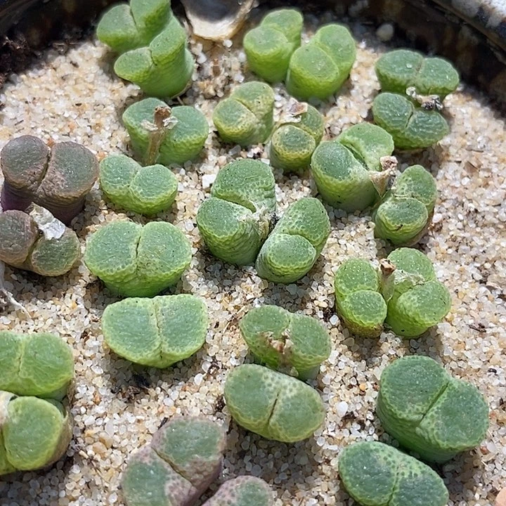 双头绿眼睛风铃一颗