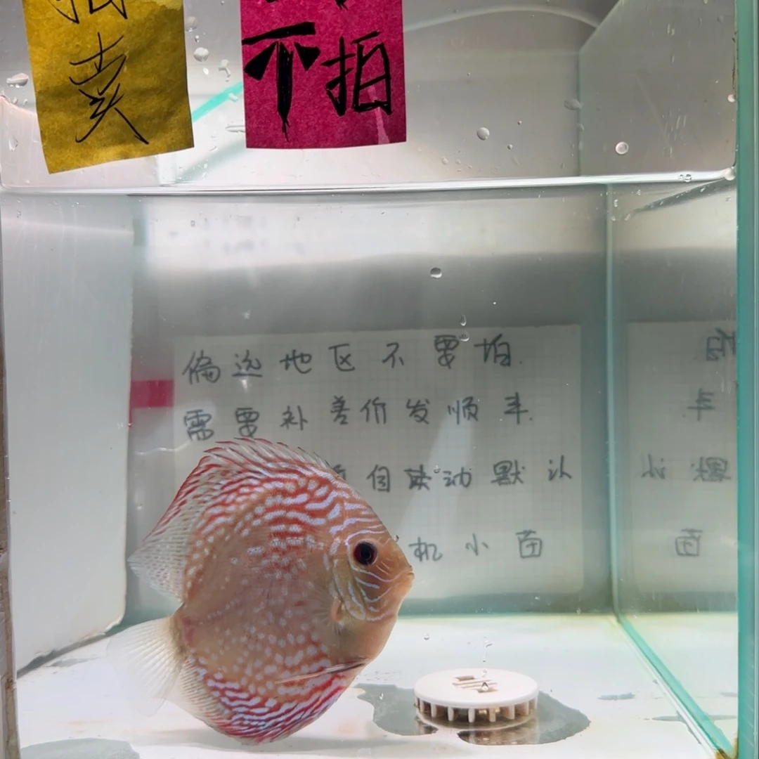 七彩神仙鱼肉身9-10，偏远，零下不拍