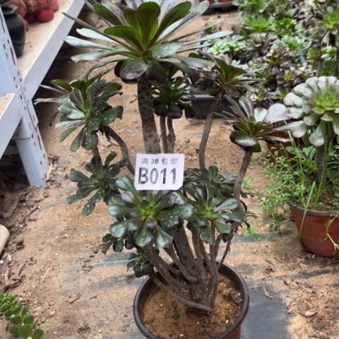 011灰元叶不包断枝