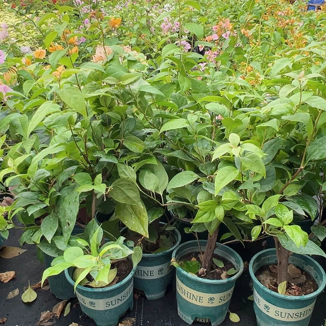 大部分花苞少量开放金发女郎掌中宝一颗