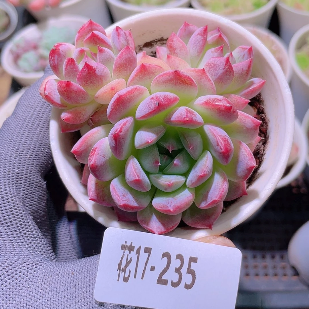 花利美17-235新品