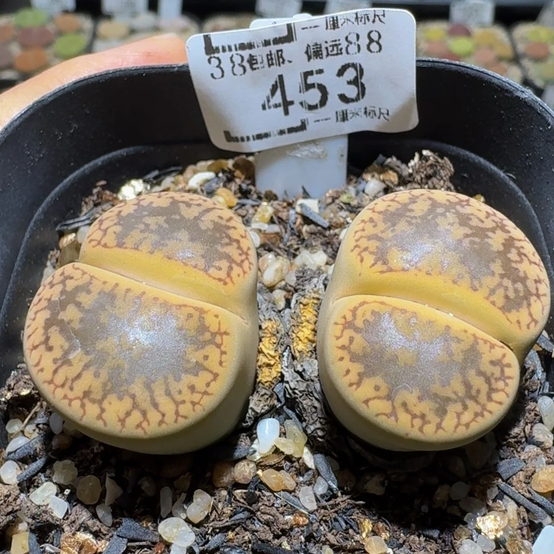 Ssss精品生石花453