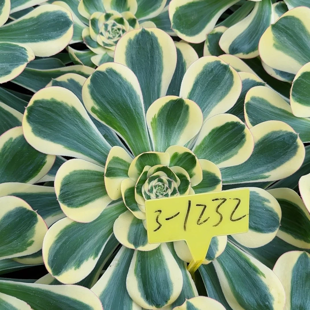 3-1232--多头多肉植物