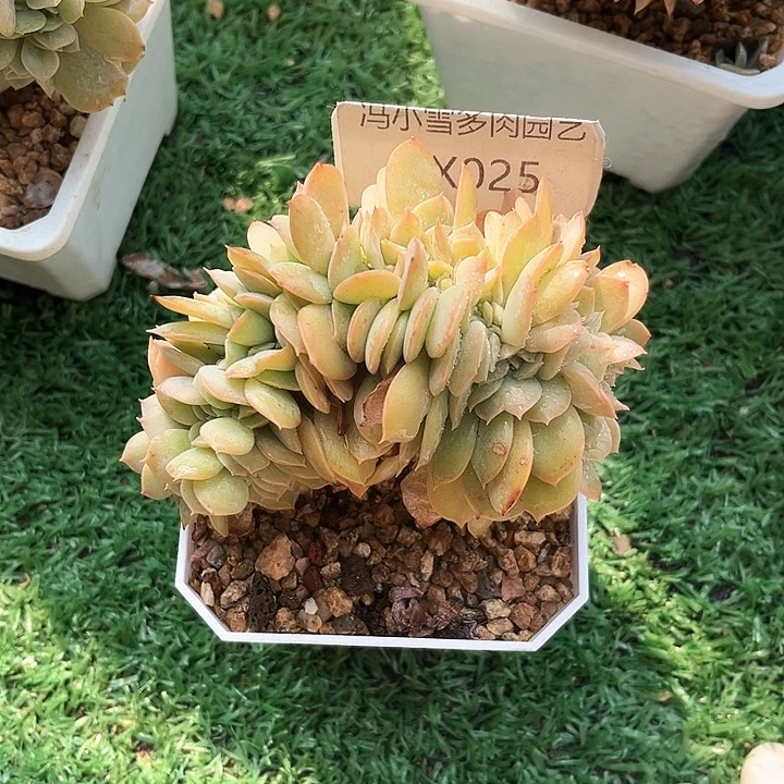 我是第一百个为玉童子投票啦