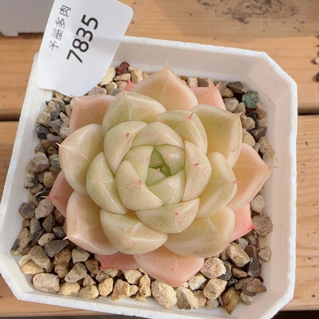 麦秆，7835多肉植物