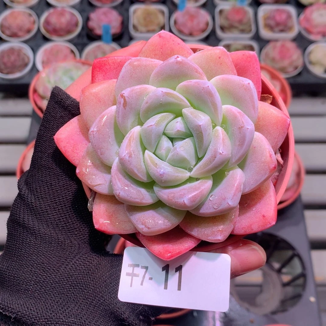 千7-11 冰玉默认脱土