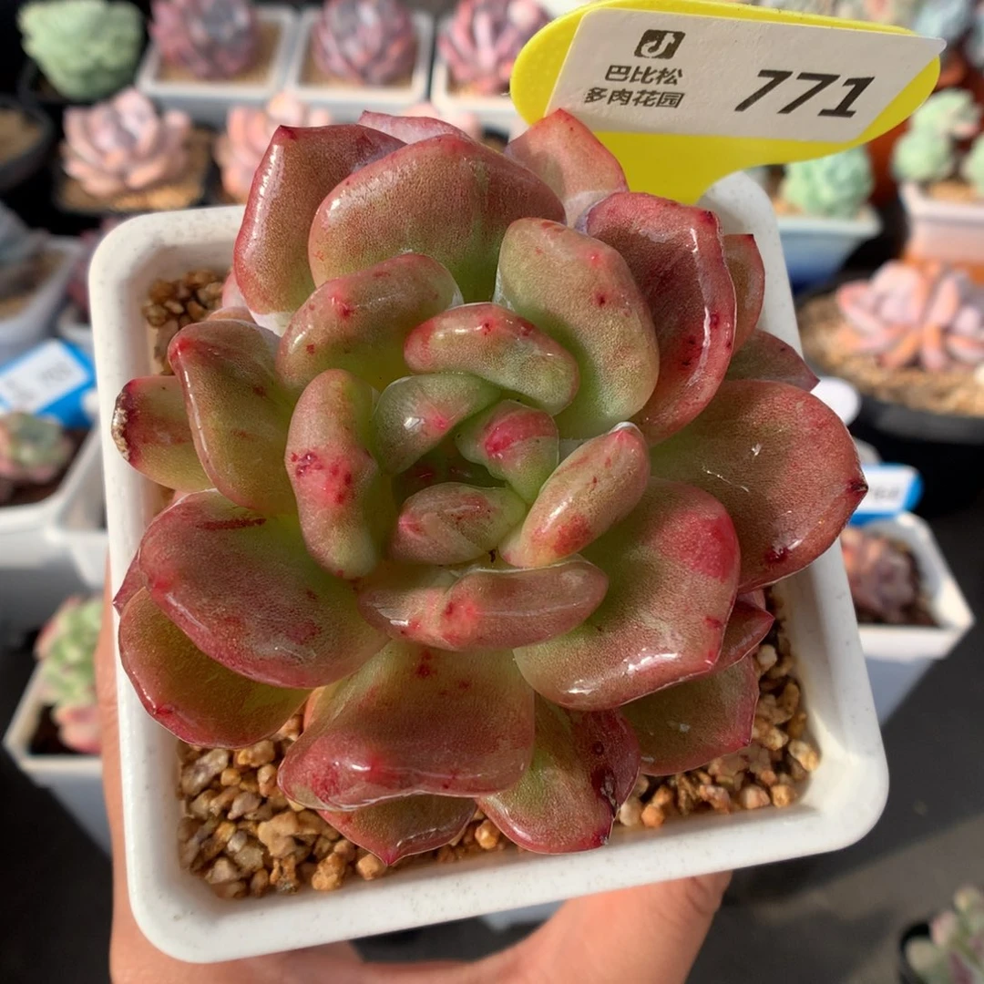 771梦露石化多肉植物