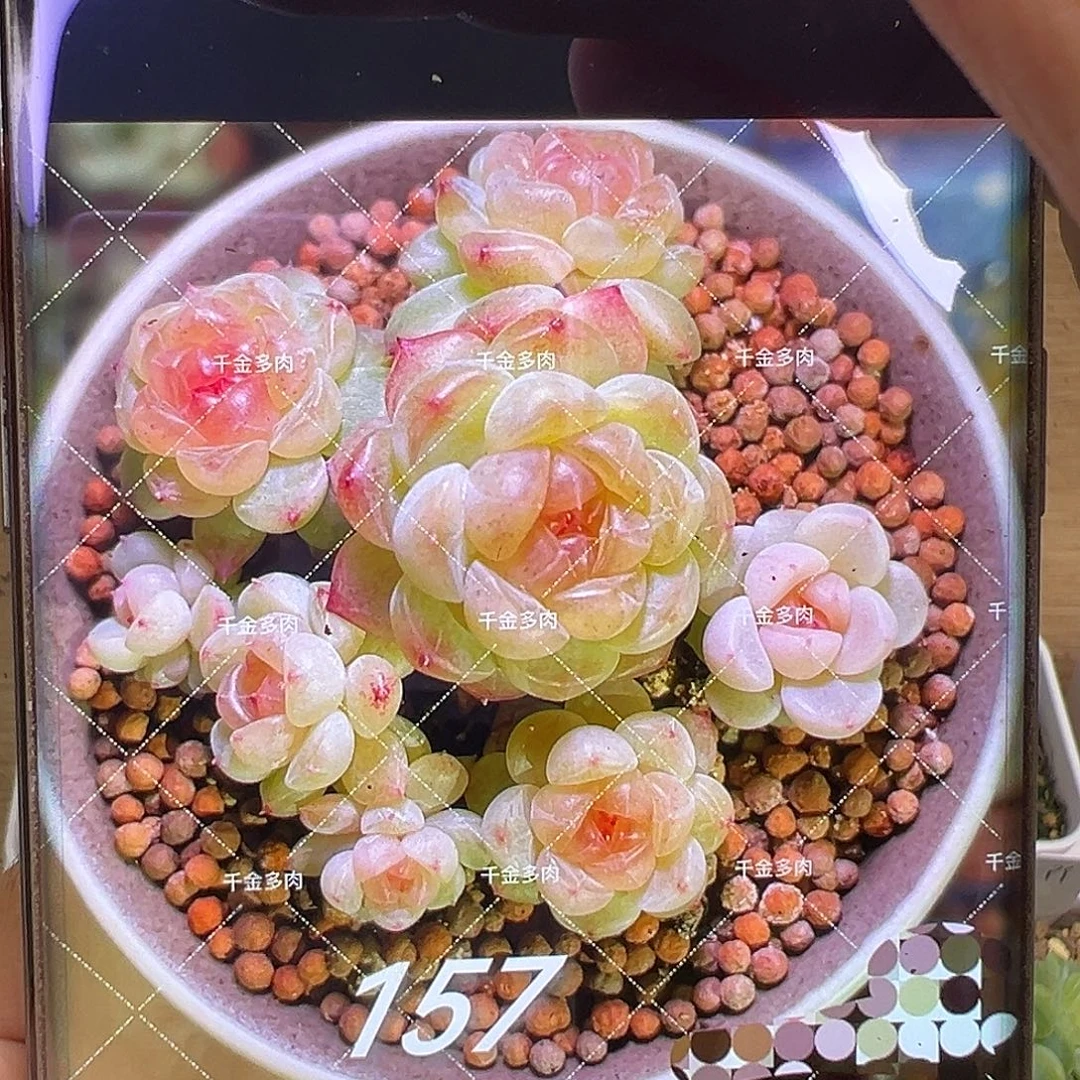 157甜心状态图。