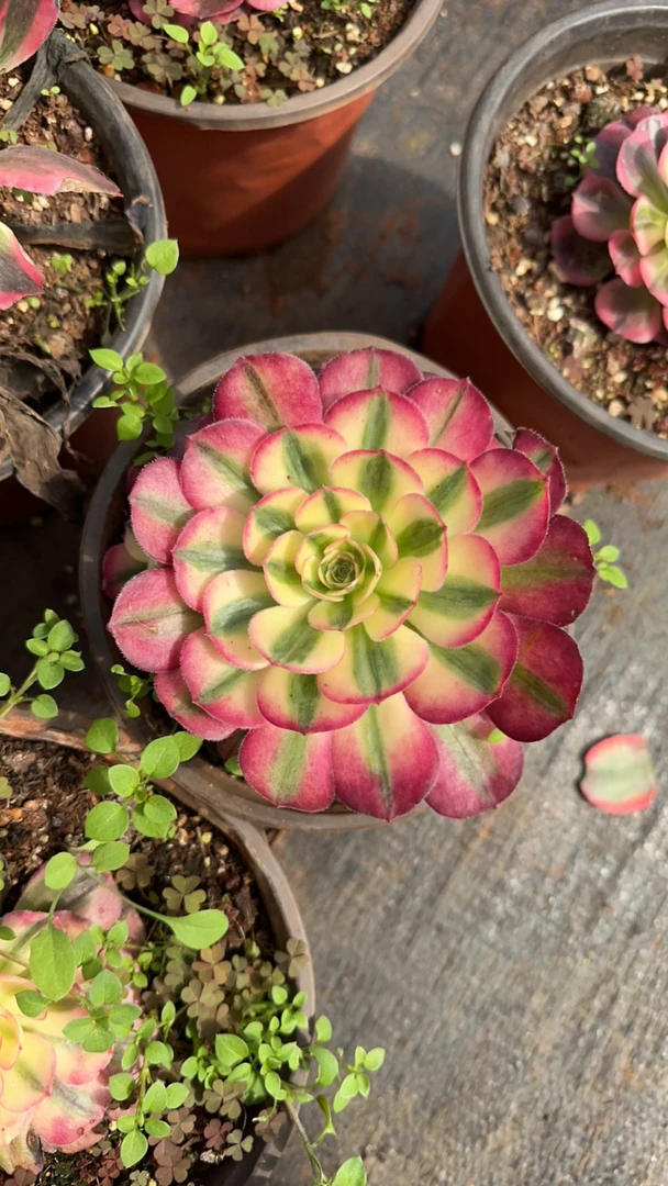 荔枝多肉植物法师