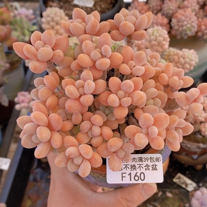 鱼子酱老桩12cm160多肉植物