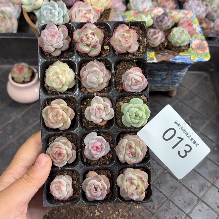 精品多肉直播一物一拍013