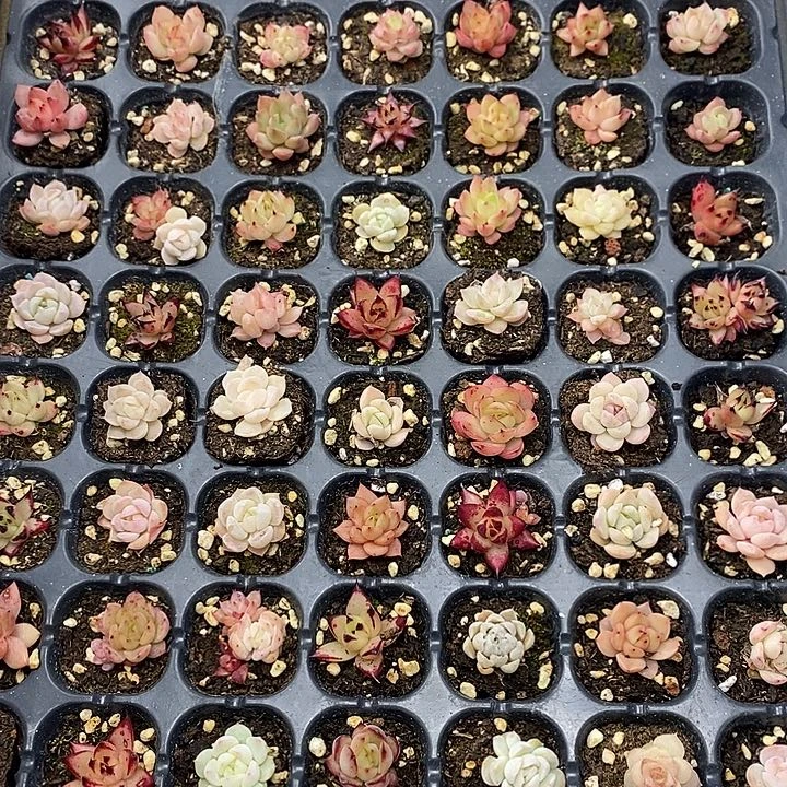 83 多肉植物盆栽花卉