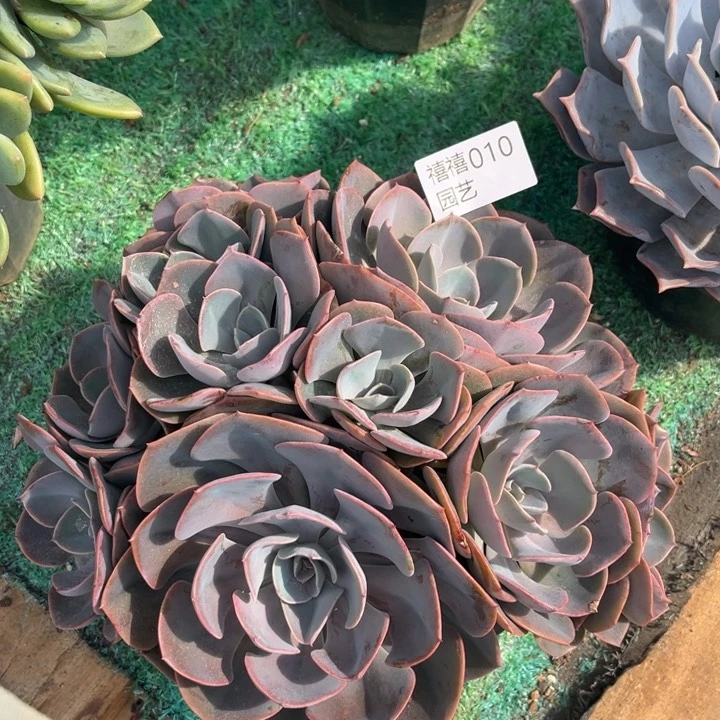 010尘埃玫瑰多肉植物
