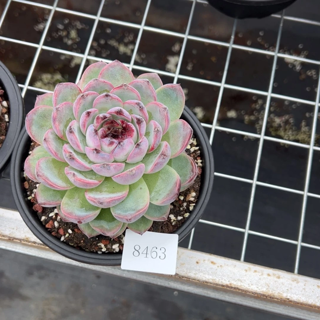 小*?8463肉肉肉肉肉