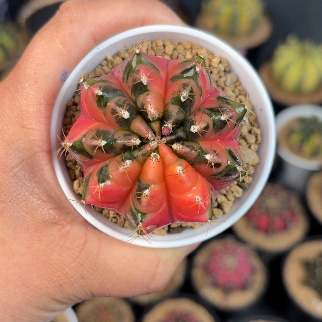 泰系米哈仙人球525