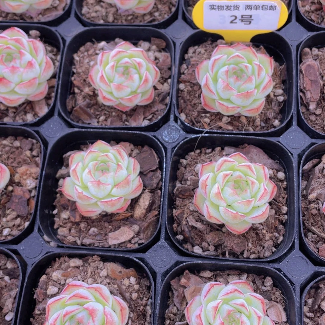 2号 玫瑰冰透女王单头一个