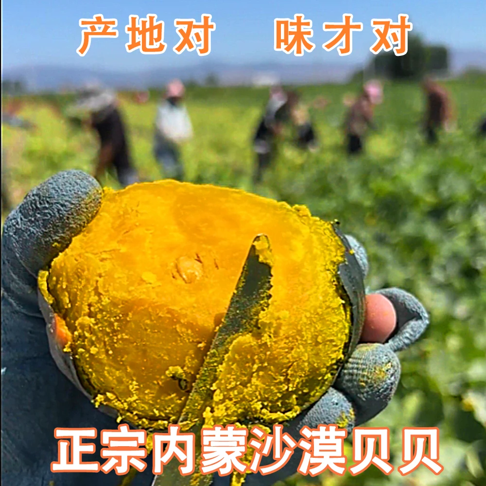 【内蒙沙漠】正宗粉贝贝南瓜爆粉爆面板栗香宝宝辅食4.5斤山东发货