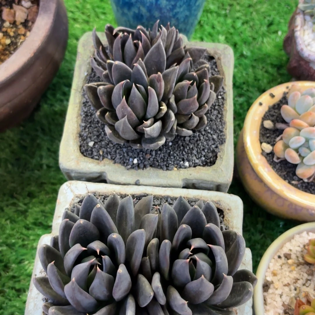 黑骑士多肉植物两颗