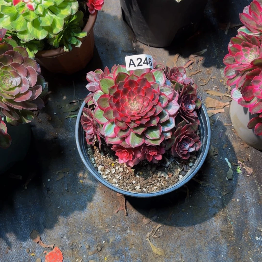 开***喵246多肉法师锦1111