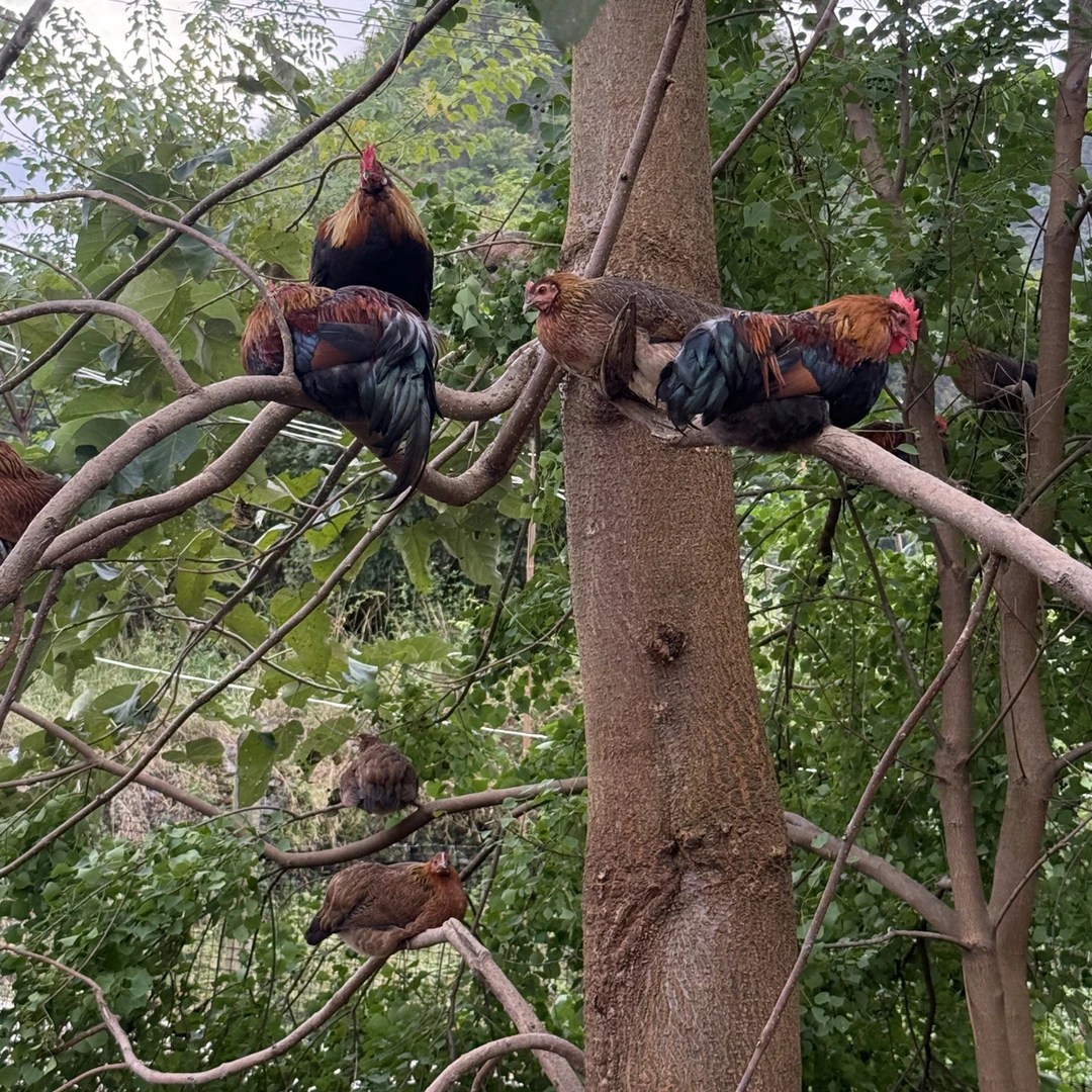 黔东南小香鸡3只整鸡顺丰包邮到家