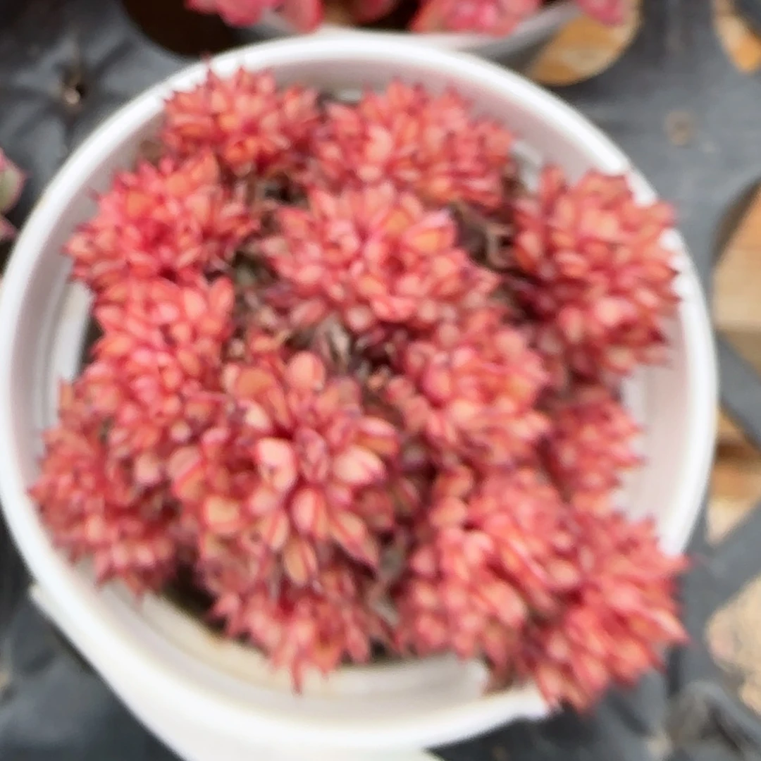 花语逸镜0204-665