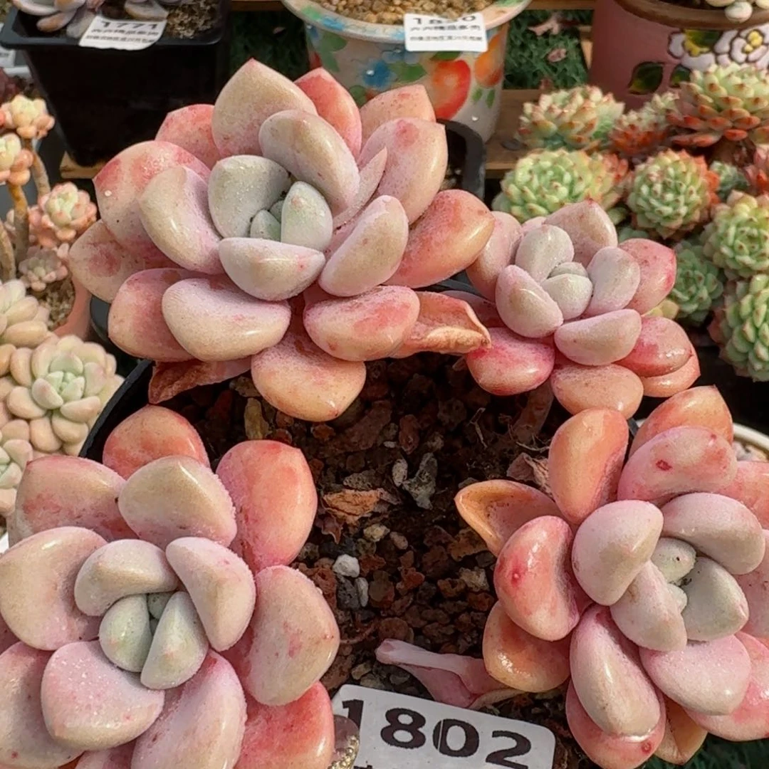 1802一物一拍（满28包邮）