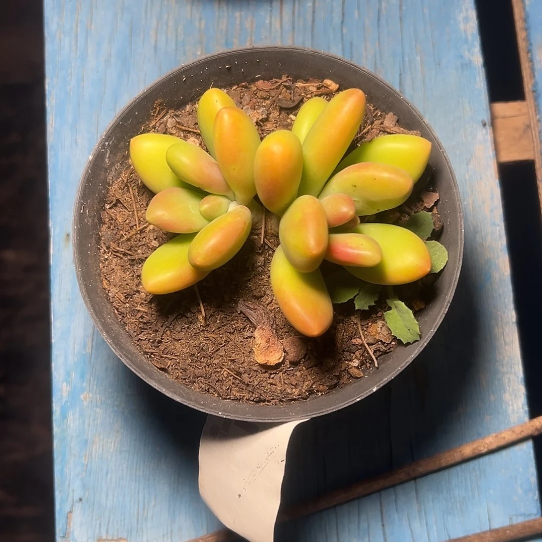 一物一拍芒果奶1451
