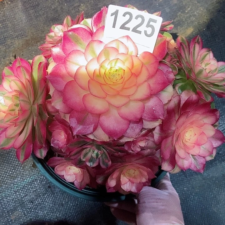 红陶1225倾城4冠服18.20