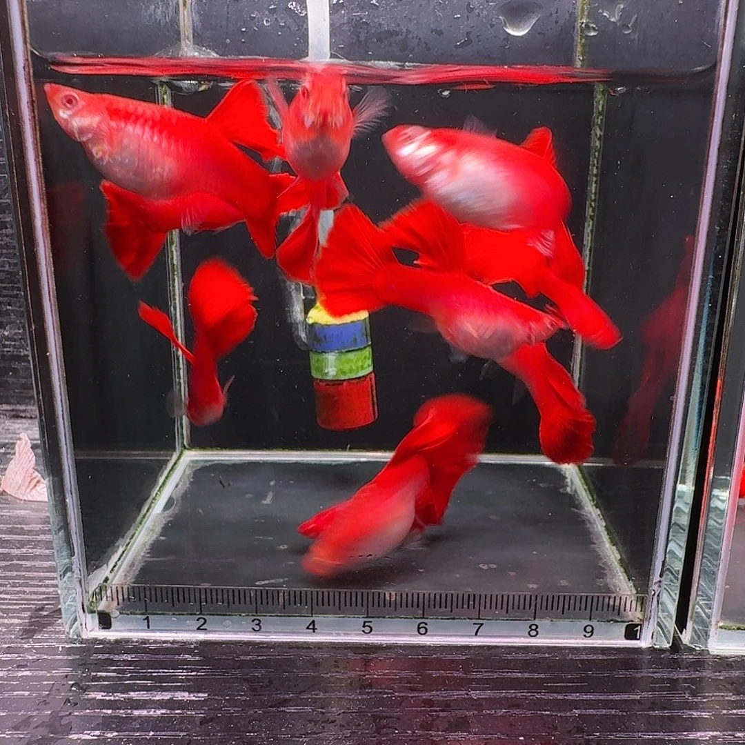 孔雀鱼美系大背血红8➕2备损