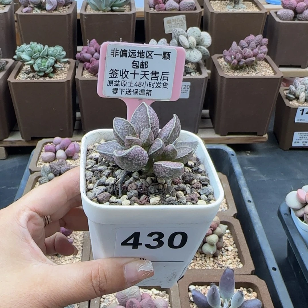 ?***?430胖虎多肉植物