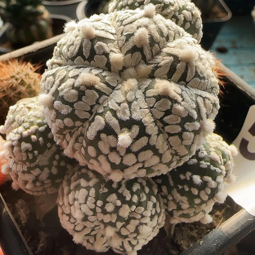 V兜群头513仙人球开花