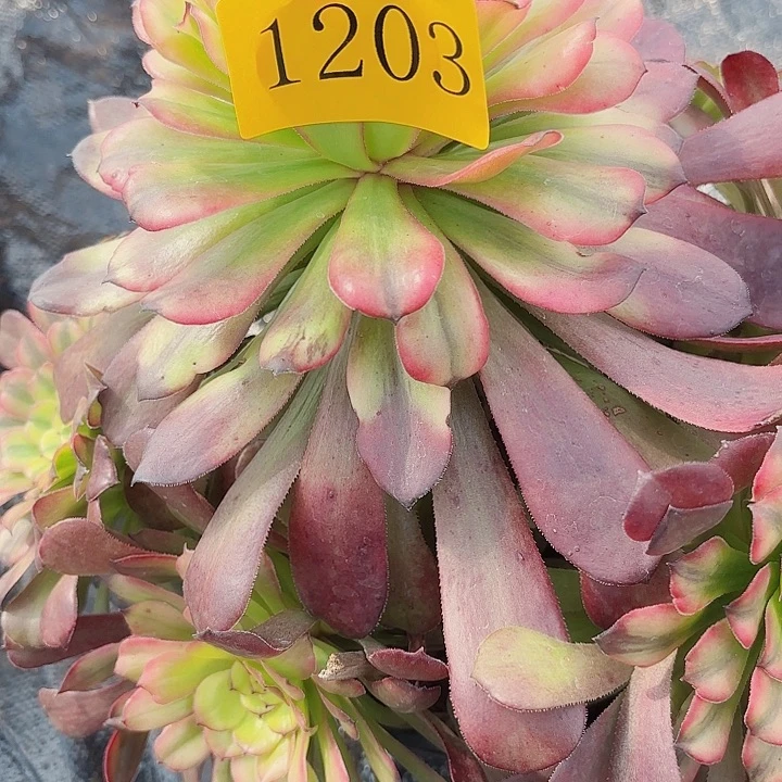 风***平多肉植物福利1203