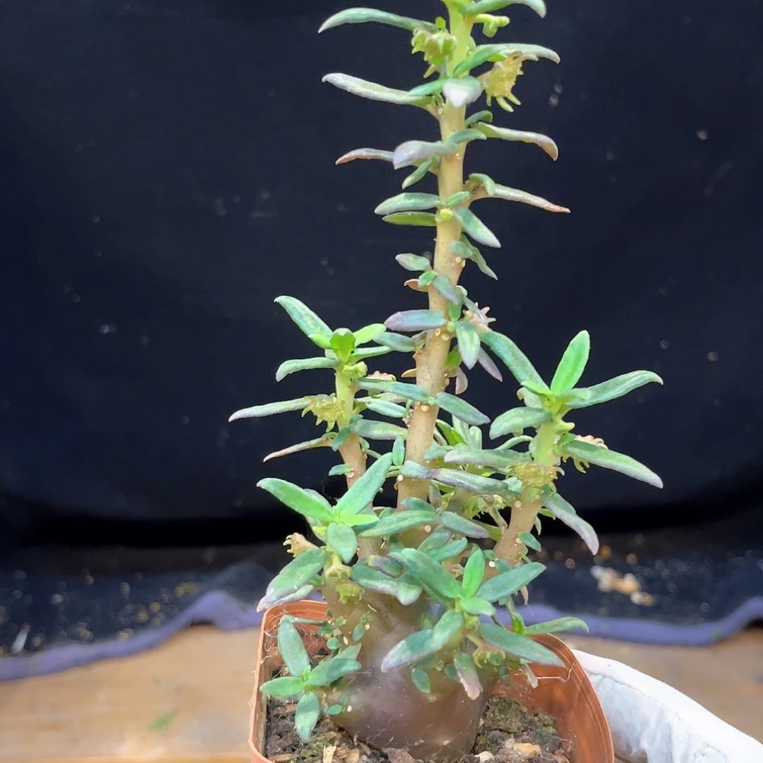 西***著潮流植物 潮流植物