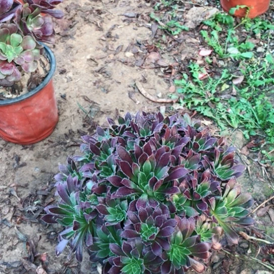 火凤凰法师多肉植物8