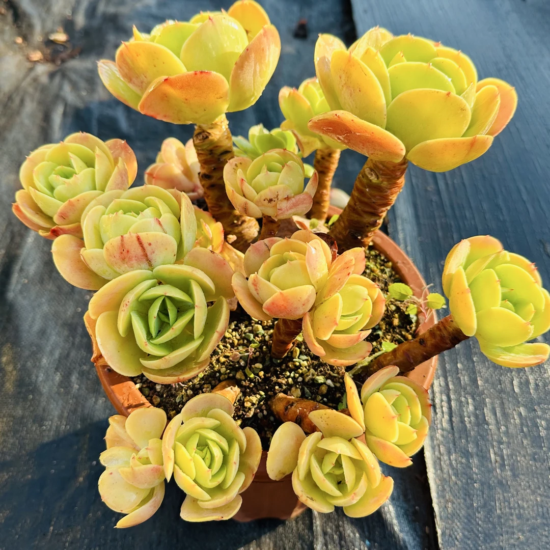 精控老桩碧桃   金金精品多肉植物