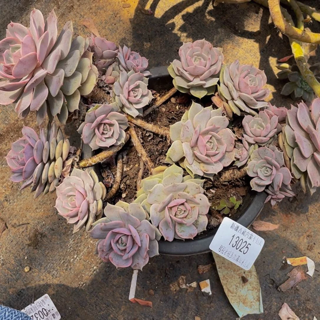 青***珊露娜连13025多肉多肉