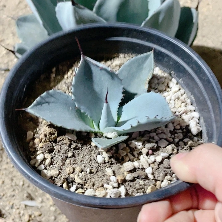 福克斯小颗10公分左右包邮