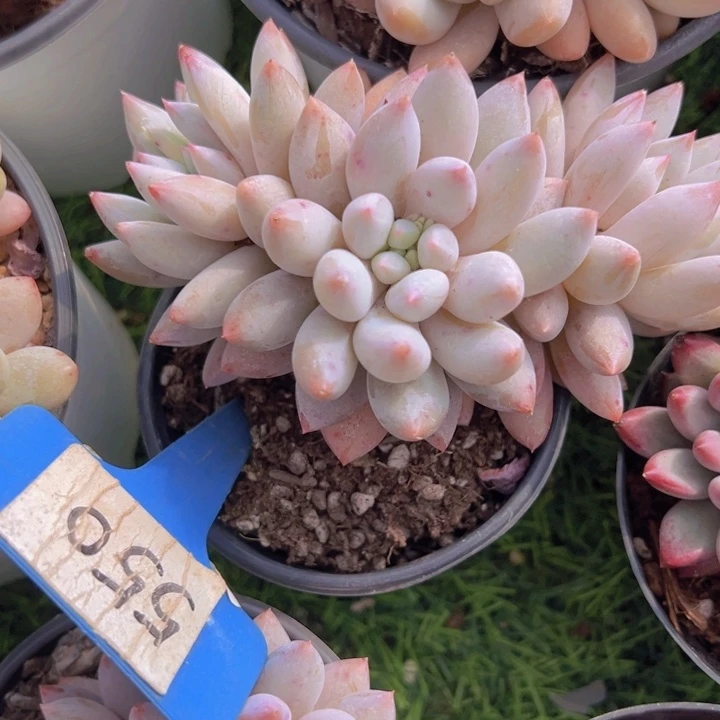 健健康康平平安安